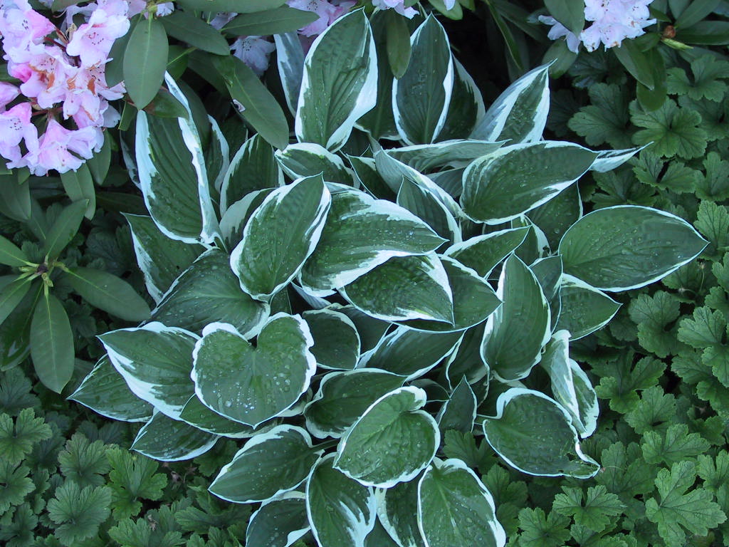 Hosta fortunei Francee 07.jpg